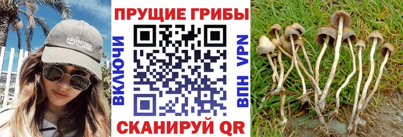 ОМГ ОМГ зеркало  Владимир  Галлюциногенные грибы Cubensis 